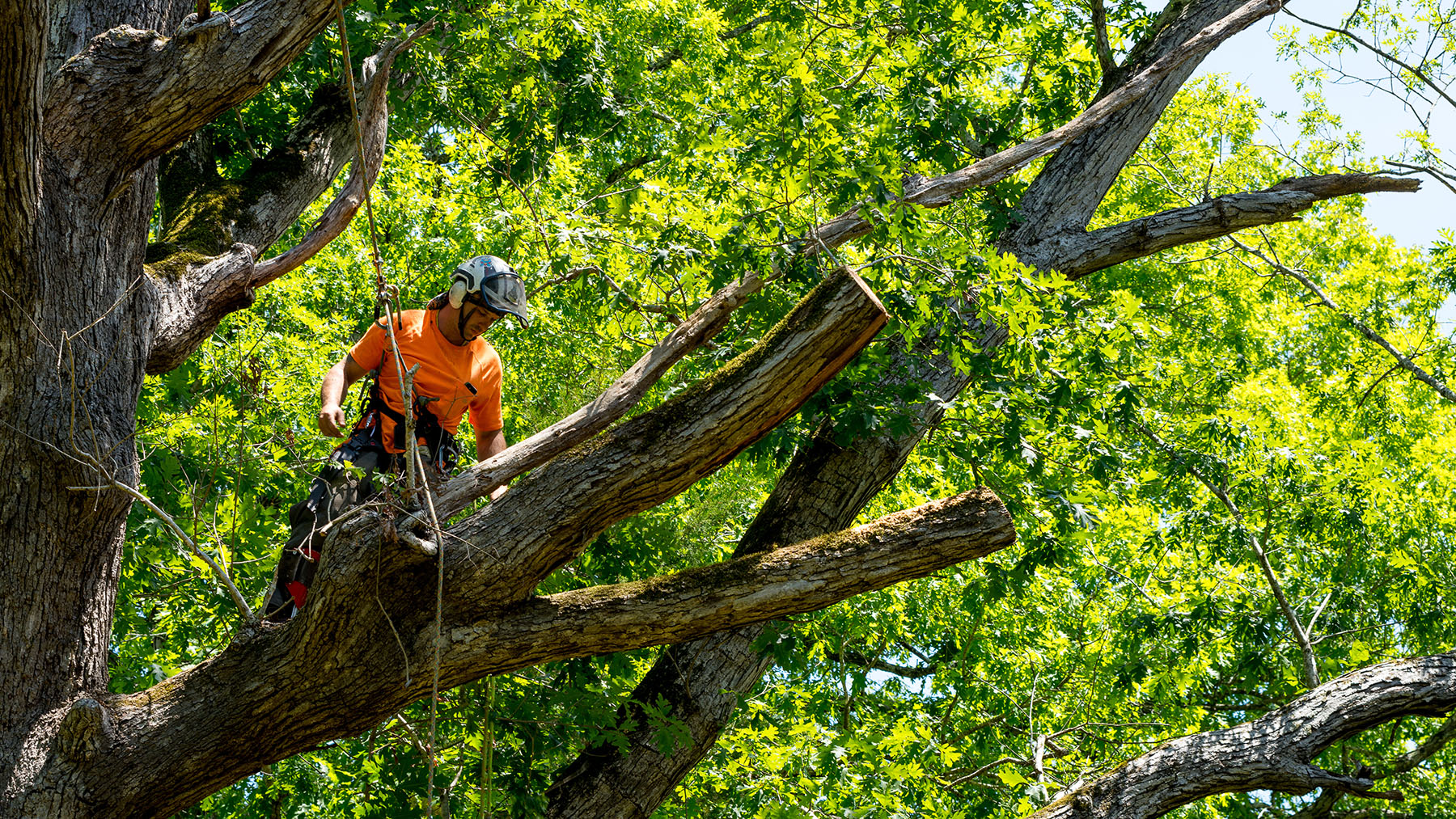 Professional Tree Services Built for Florida Homes